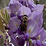 bee on wisteria