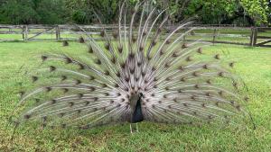 Peacock Beeswax Art