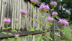 Beeswax Fruits & Flowers Larger Wall Art