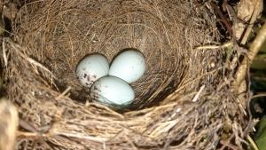 Beeswax Chicks with Egg Spring Block