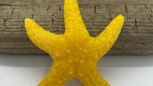 Beeswax Starfish