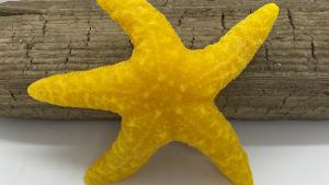 Beeswax Starfish