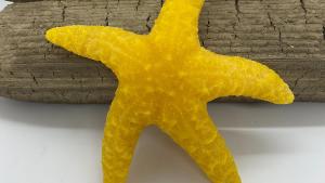 Beeswax Starfish