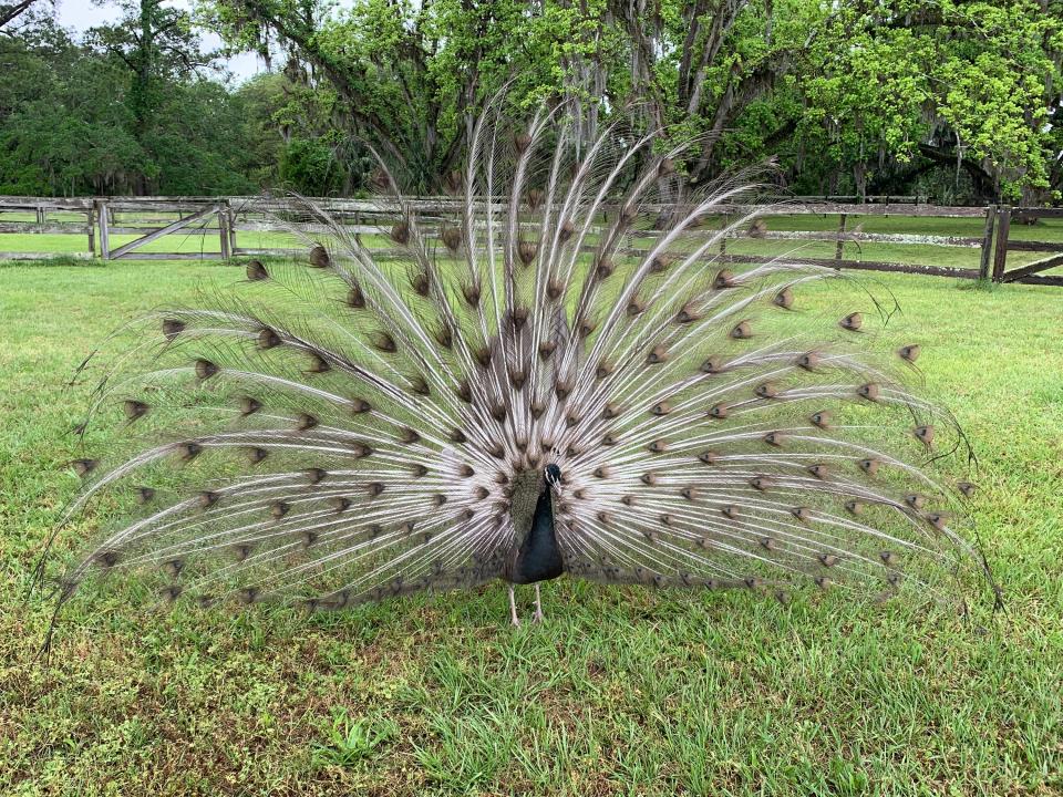 Peacock Beeswax Art