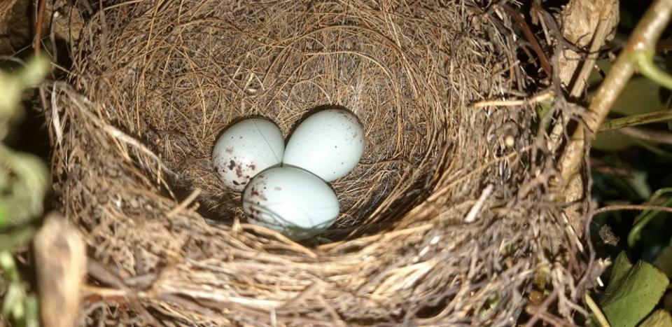 Beeswax Chicks with Egg Spring Block